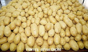 BATATA/CEPEA: Com Semana Santa, mercado registra forte alta