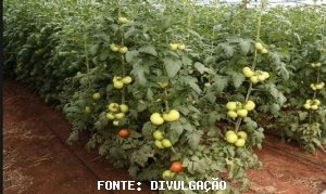 TOMATE/CEPEA: Maturação, erradicação e fim das lavouras do cedo causam alta no atacado