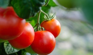 TOMATE CEPEA: Apesar de exportações crescentes, mercado segue com excesso de oferta