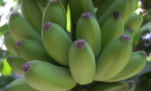 BANANA/CEPEA: Prata litoral se desvaloriza no Norte de Santa Catarina