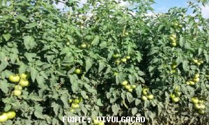 TOMATE/CEPEA: Fruto continua se valorizando nos atacados