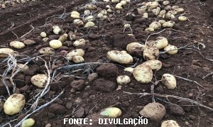 BATATA/CEPEA: Com mercado de chuva, preços reagem nos atacados