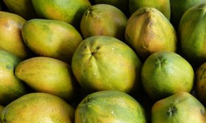 MAMÃO/CEPEA: Descartes de frutas seguem sendo observados na roça