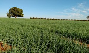 CEBOLA/CEPEA: Plantio se intensifica no Cerrado e em São Paulo