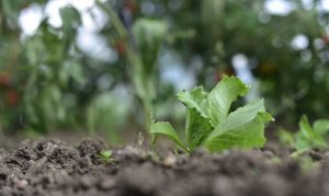 ALFACE/CEPEA: Chuvas retornam e marcam a semana no interior paulista