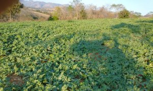 MELANCIA/CEPEA: Mesmo com altas temperaturas, preço da graúda recua em Goiás