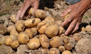 BATATA/CEPEA: Mesmo com chuvas, preços caem pela terceira semana seguida