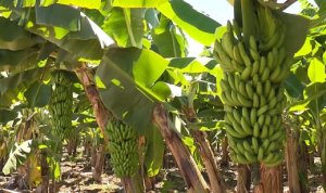 BANANA/CEPEA: Chuvas ocorrem no Norte de MG e ES, mas sem grandes impactos