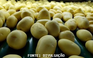 BATATA/CEPEA: Preços caem pelo segundo mês seguido em agosto