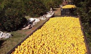 CITROS/CEPEA: Escassez e altas temperaturas impulsionam preços da laranja