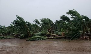 BANANA/CEPEA: Norte de SC sofre consequências da frente fria