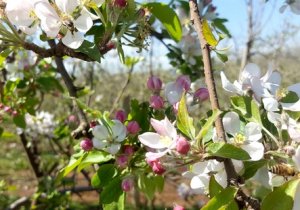 MAÇÃ/CEPEA: É tempo de florada!