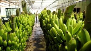 BANANA/CEPEA: Procura se eleva no Oeste da BA