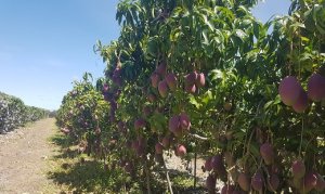 Tommy Mango Prices Rise After Two-Week Decline