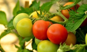 TOMATE/CEPEA: Preços têm comportamento diferente nos atacados