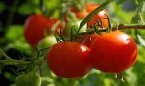 TOMATE/CEPEA: Safra de verão se inicia em Nova Friburgo (RJ)