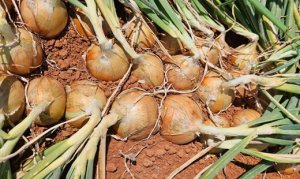 ONION/CEPEA: Even in the Final Stretch of the Harvest, Prices Continue to Decline in the Brazilian State of São Paulo