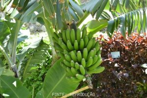 BANANA/CEPEA: Oferta se reduz nas praças mineiras