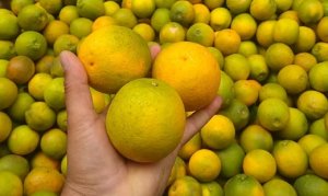 CITROS/CEPEA: Demanda lenta e maior oferta segue pressionando cotação da laranja