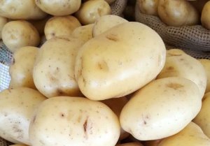 BATATA/CEPEA: Chuvas impactam rentabilidade em MG