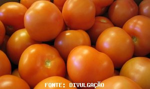 TOMATE/CEPEA: Fim de safra e chuva acarretam em leve alta nos atacados