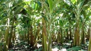 BANANA/CEPEA: Chuvas retornam à região de Bom Jesus da Lapa