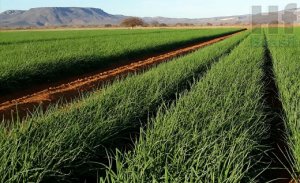 CEBOLA/CEPEA: Vendas começam em SP