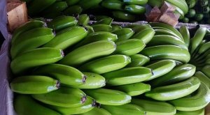 BANANA/CEPEA: Feriado atrapalha negociações na Ceagesp