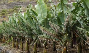 BANANA/CEPEA: Falta de chuva preocupa produtores do Vale do Ribeira