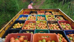 TOMATO/CEPEA: Production prices in Mogi Guaçu