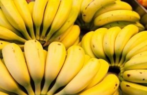 BANANA/CEPEA: Falta de adubação afeta qualidade