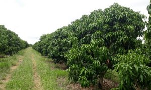 MANGA/CEPEA: Com menor volume de frutas, preços reagem no Vale e em São Paulo