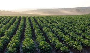 BATATA/CEPEA: Safra de inverno segue se intensificando