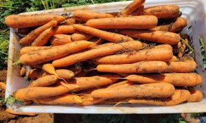 CENOURA/CEPEA: Predominância de cenouras finas em MG persiste