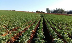 BATATA/CEPEA: Com a safra de inverno na reta final, cotações sobem em outubro