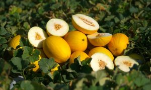 MELÃO/CEPEA: Início da colheita no RN/CE é marcado por melões de boa qualidade