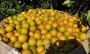 CITROS/CEPEA: Melhora no calibre e aumento da oferta pressionam preços da laranja e da tahiti