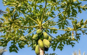 MAMÃO/CEPEA: Formosa se desvaloriza em janeiro, mas margem ainda segue positiva