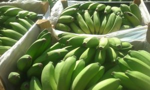 BANANA/CEPEA: Preços de prata sobem no semiárido em agosto