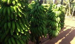 BANANA/CEPEA: Prata anã registra nova desvalorização em Delfinópolis