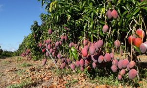 MANGA/CEPEA: Com mais oferta de frutas verdes, preços recuam no Vale