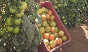 TOMATE/CEPEA: Safra de Sumaré se encerra com resultados positivos, apesar dos problemas na produção