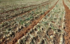 CEBOLA/CEPEA: Enquanto Sul não entra no mercado, preços se elevam no Nordeste