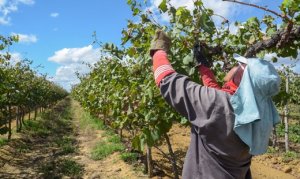 GRAPE/CEPEA: Chinese president?s visit to Brazil raises expectations for exports