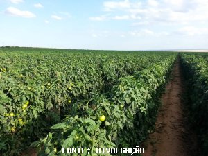 TOMATE/CEPEA: Alta produtividade eleva oferta na maioria dos atacados