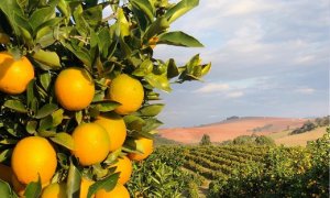 CITROS/CEPEA: Preços da laranja caem por mais uma semana