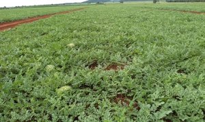 MELANCIA/CEPEA: Preço variam pouco na BA e no atacado