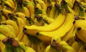 BANANA/CEPEA: Apesar da baixa oferta, nanica registra queda dos preços no Norte de SC