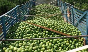 CITROS/CEPEA: Preço da pera é estável, mas rubi se valoriza na semana