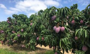 MANGA/CEPEA: Queimadas em SP preocupam produtores, mas não afetam mangueiras de forma significativa